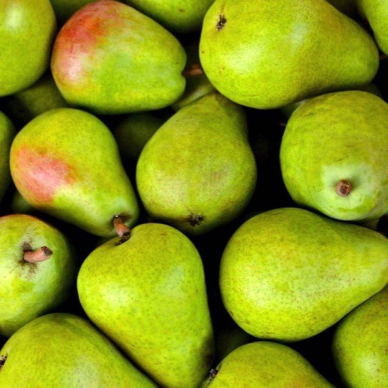Poirier 'Duchesse d'Angoulême' (Pyrus communis 'Duchesse d'Angoulême') - Scion de 80 à 100cm - Pépinières Naudet - Image 1