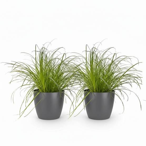 Cyperus Alternifolius Zumula - H30cm - Image 2