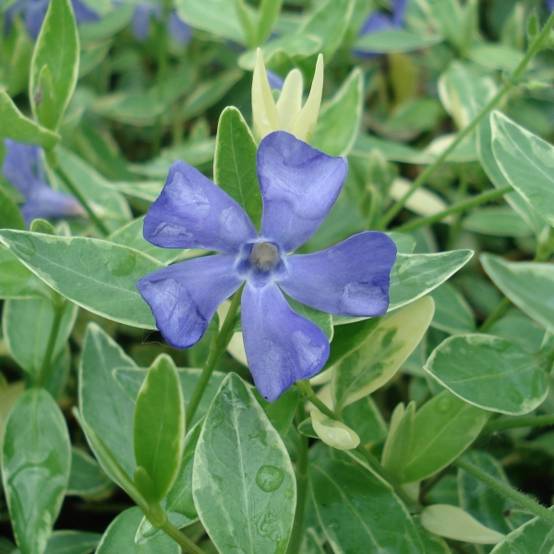Pervenche à petite fleurs - Vinca minor Ralph Shugert - Godet de 8/9 cm