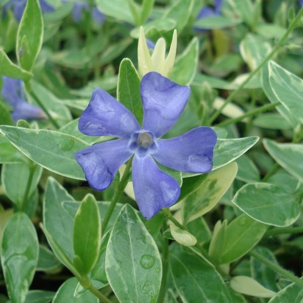 Pervenche à petite fleurs - Vinca minor Ralph Shugert -  Godet de 8/9 cm
