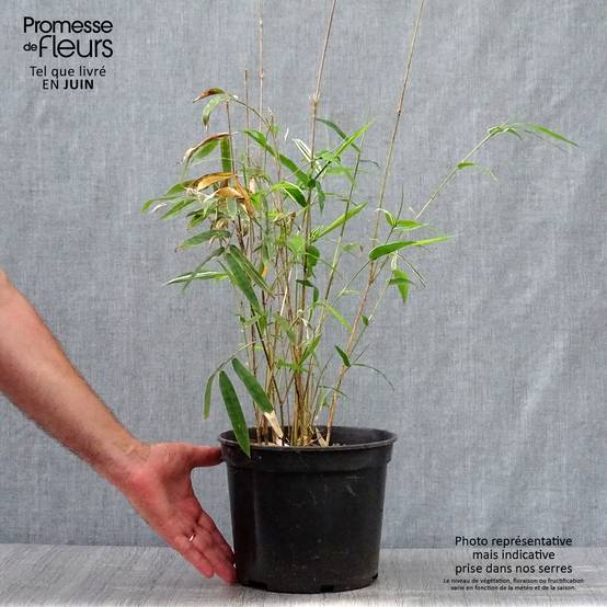 Promesse de Fleurs - Bambusa multiplex Alphonse Karr - Bambou d'intérieur Pot de 4L/5L - Image 2