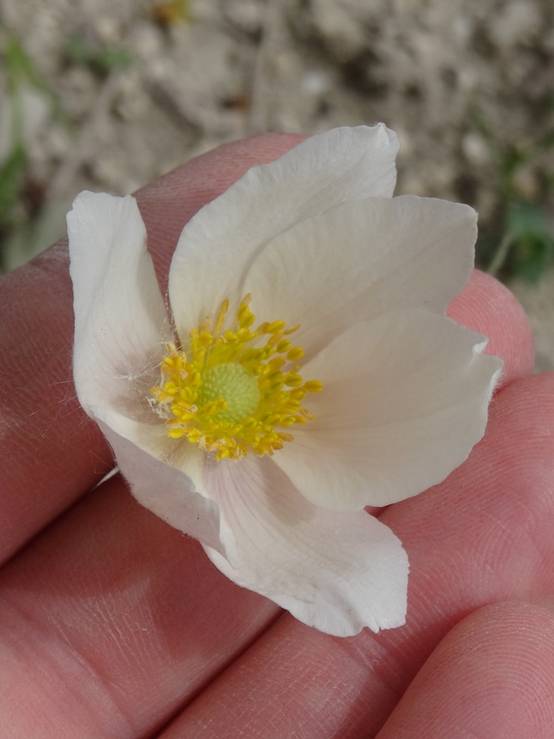 Anémone sauvage - Anemone sylvestris Godet de 8/9 cm - Image 2