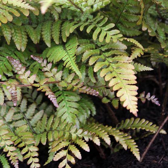 Dryopteris erythrosora Prolifica - Fougère à sores rouges Pot de 2L/3L