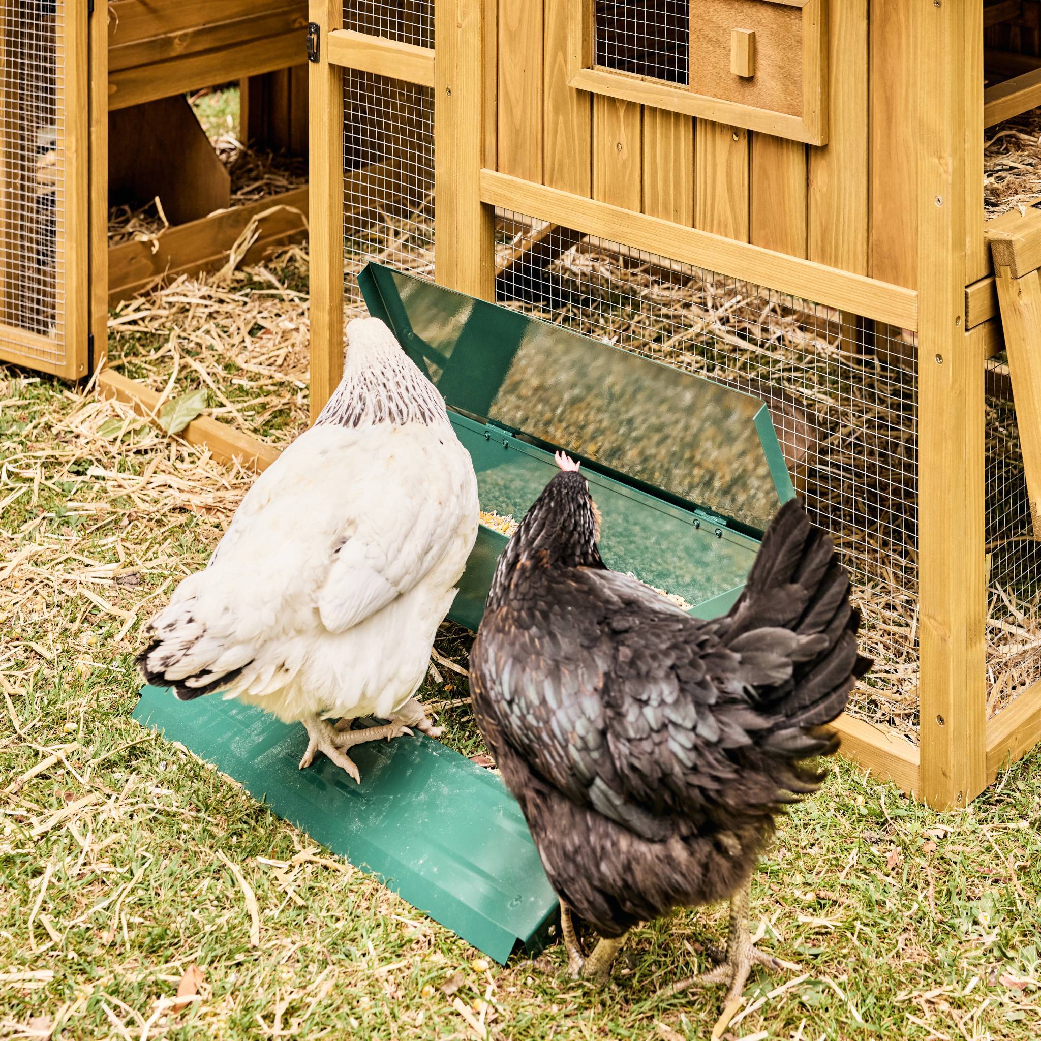 sweeek - Mangeoire automatique pour poules - distributeur à pédale - capacité de 5kg - acier galvanisé | sweeek - Image 7