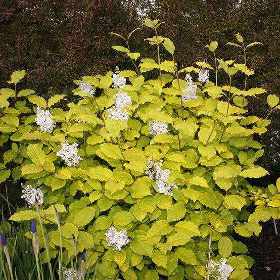 Lilas - Syringa villosa Aurea Pot de 4L/5L - Image 1