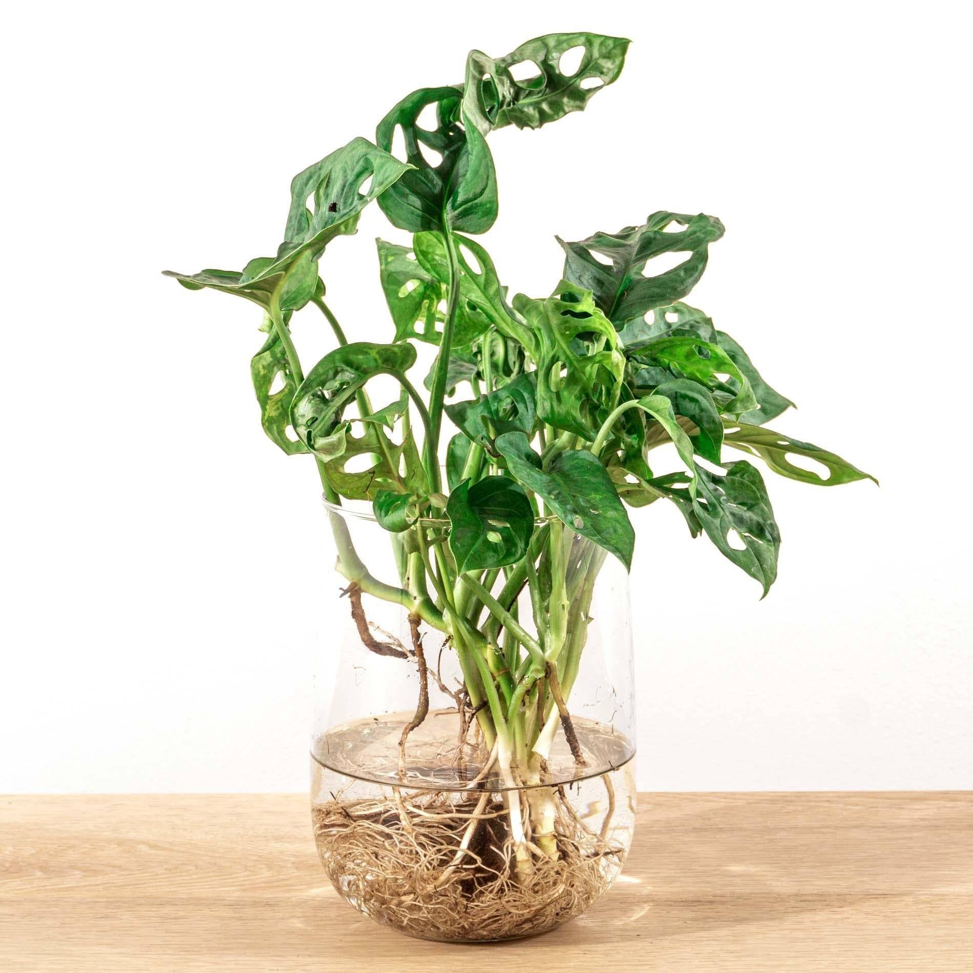 Monstera in vaas DIY-pakket - Hydroponie 17cm - Plante d'intérieur- La Green Touch - Image 3