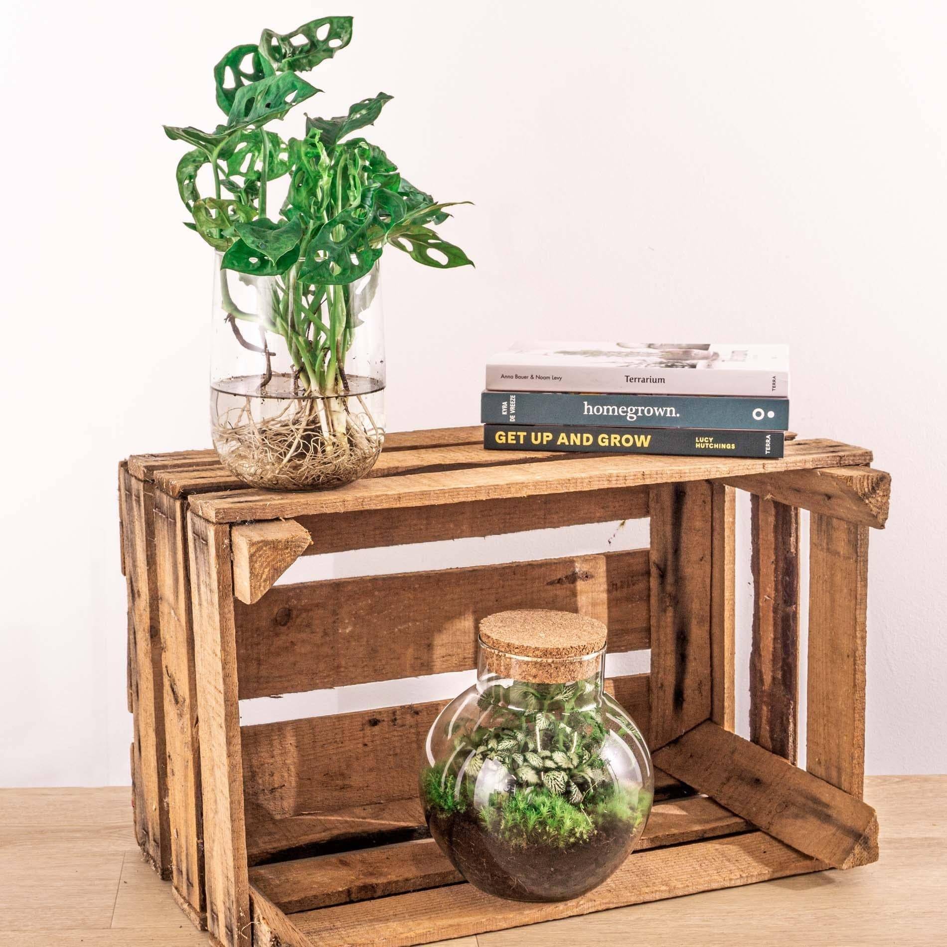 Monstera in vaas DIY-pakket - Hydroponie 17cm - Plante d'intérieur- La Green Touch - Image 4