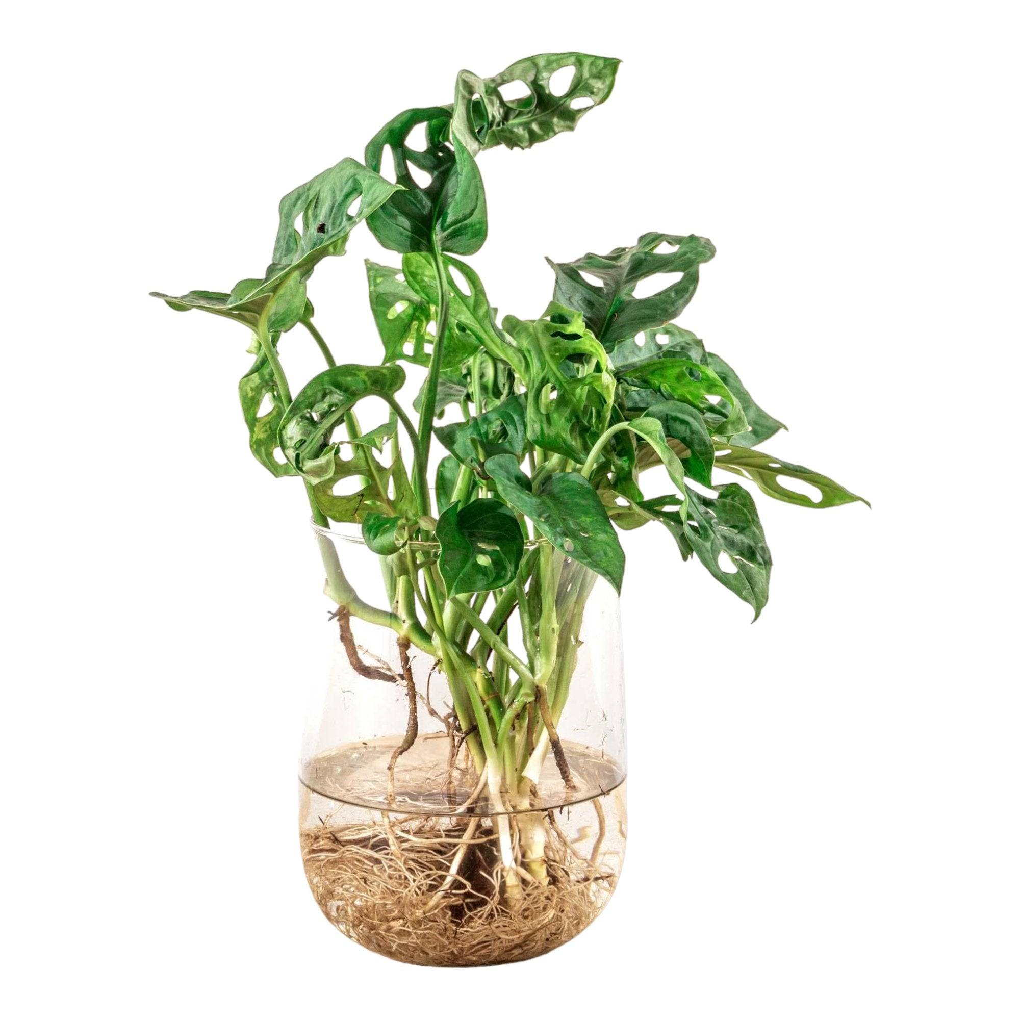 Monstera in vaas DIY-pakket - Hydroponie 17cm - Plante d'intérieur- La Green Touch - Image 2