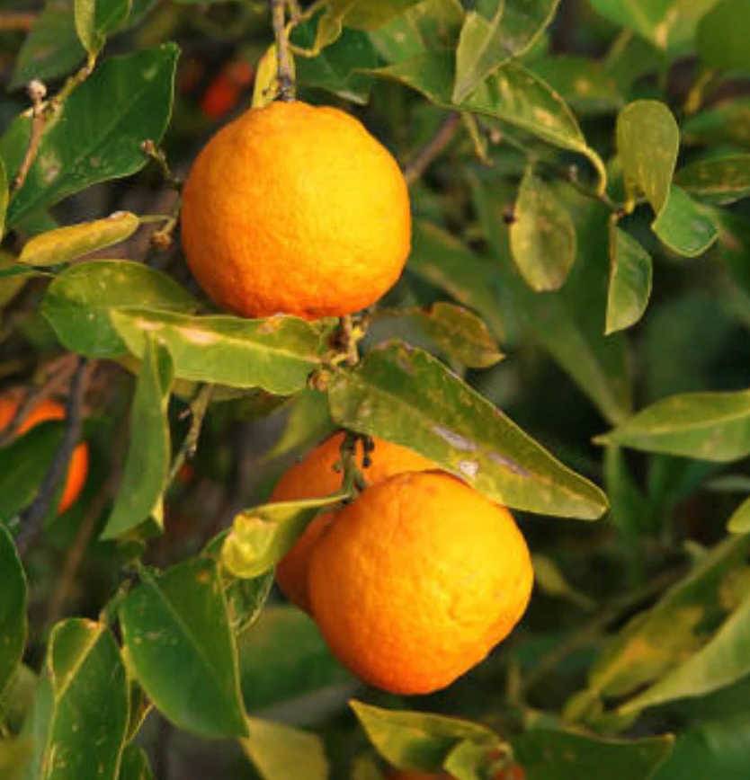 0 - Citrus aurantium (Orange amère/bigaradier) Pot de 5 litres - 80/100 cm - Image 3