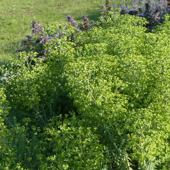 Euphorbia pithyusa Ponte Leccia - Euphorbe des Baléares Godet de 8/9 cm