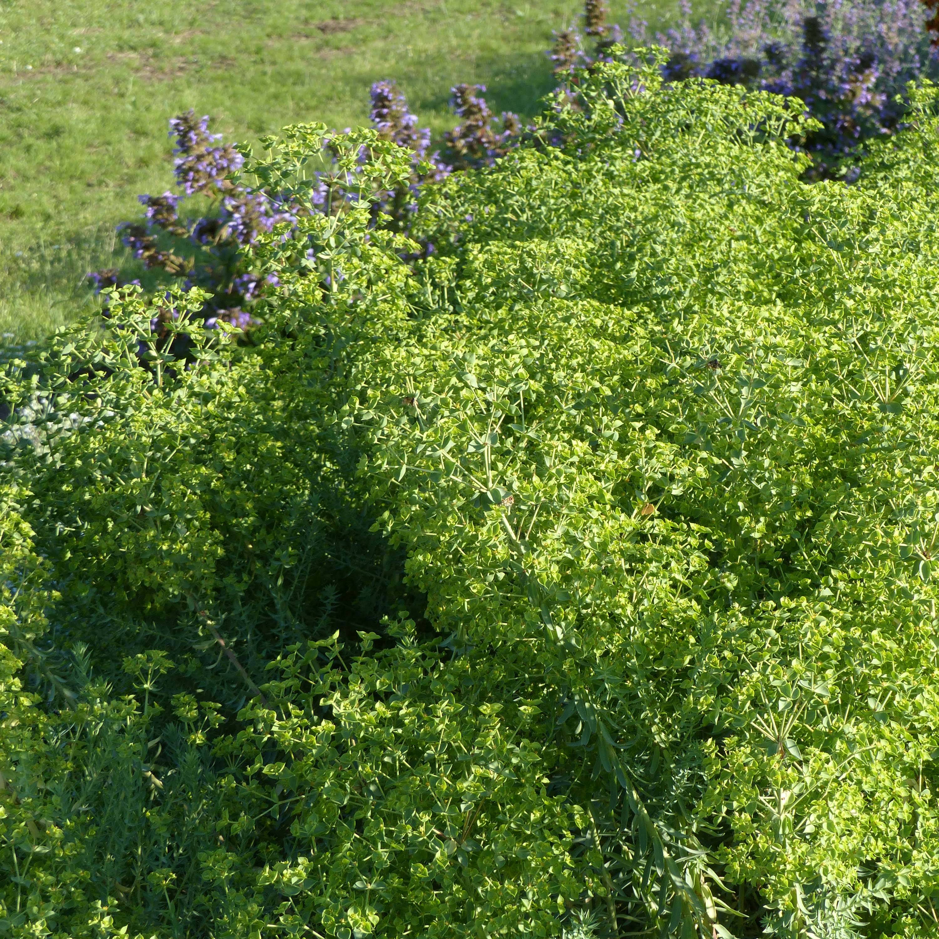 Euphorbia pithyusa Ponte Leccia - Euphorbe des Baléares Godet de 8/9 cm