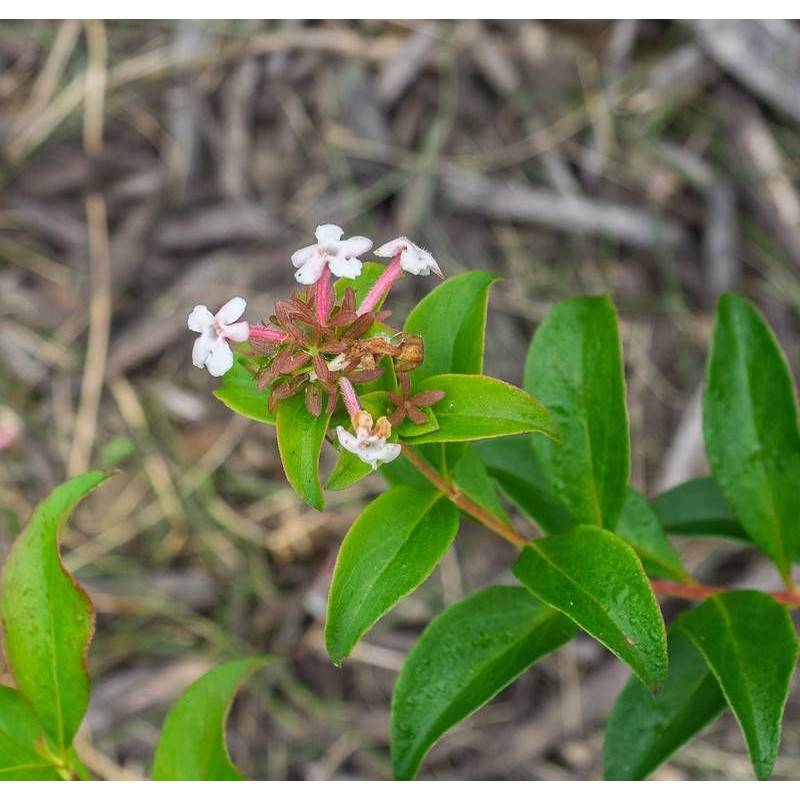 Abelia de Corée Monia, Abélia mosanensis à fleurs Blanche - feuillage Caduc - Pot de 7,5L - 60/80 cm-  hauteur à maturité De 1,00 m à 1,50 m - Image 1