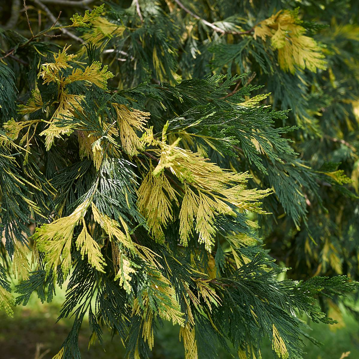 Calocedrus decurrens Aureovariegata - Cèdre blanc de Californie Pot de 7,5L/10L