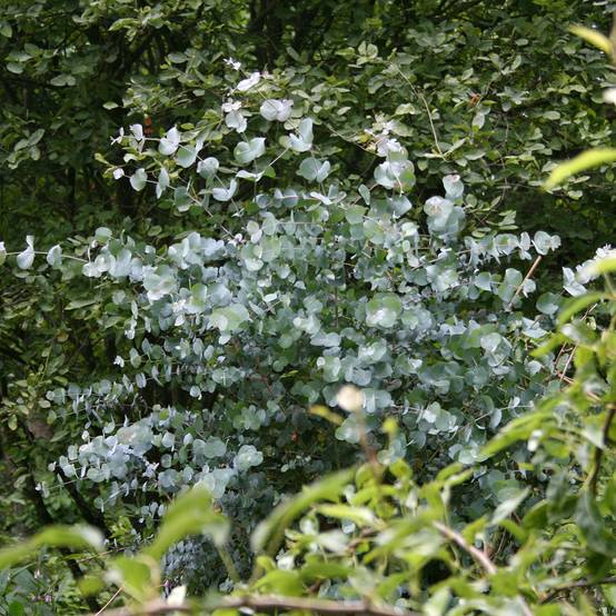 Eucalyptus urnigera forme glauque - Gommier à urnes Pot de 4L/5L, Pot anti-chignon - Image 1