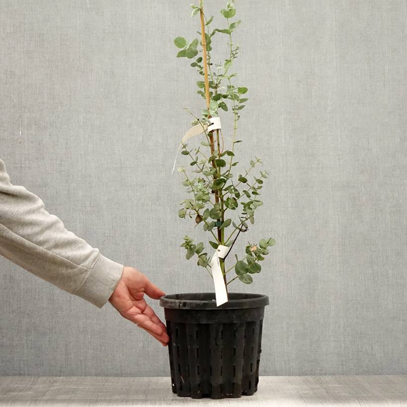 Eucalyptus urnigera forme glauque - Gommier à urnes Pot de 4L/5L, Pot anti-chignon - Image 2