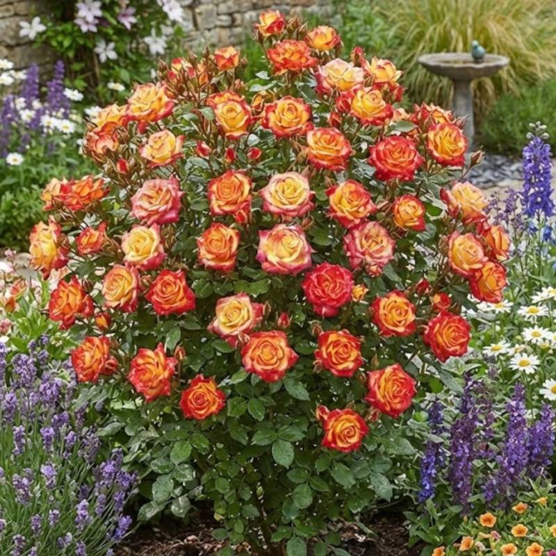 Rosier à grandes fleurs Flamina® 'Chewizard' à fleurs Orange/Rouge - feuillage Caduc - Pot de 3L - 20/40 cm - Image 2