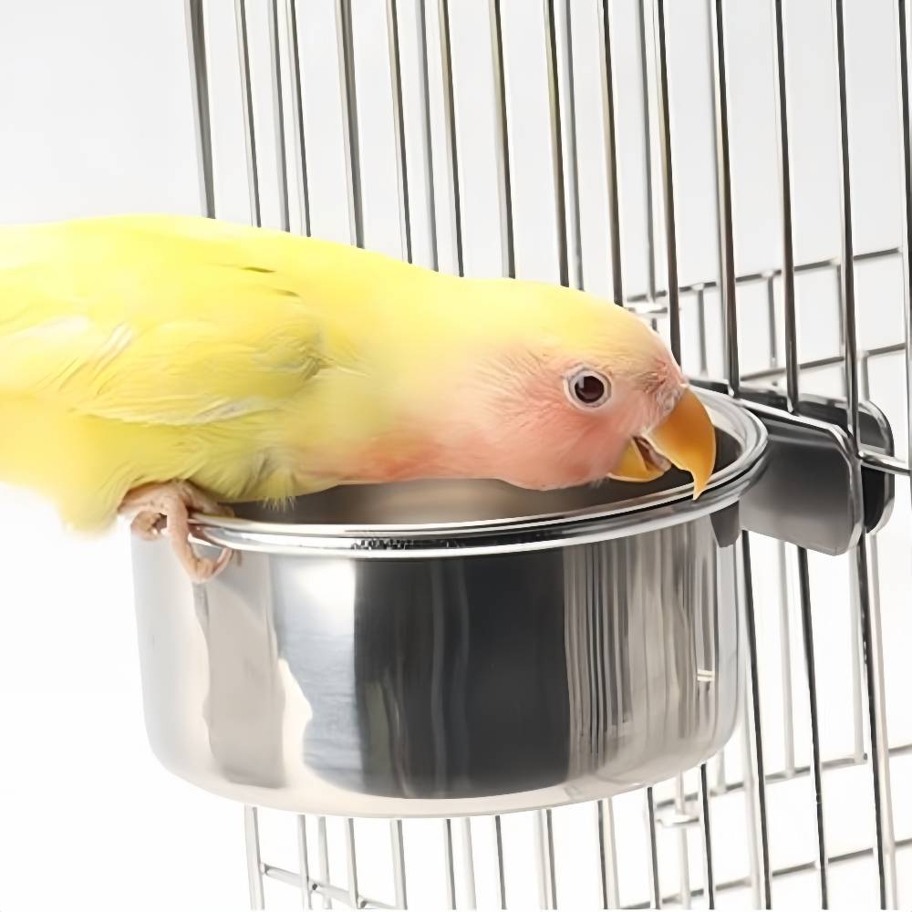 Bol pour oiseau en acier inoxydable - IntiMeg - Image 5