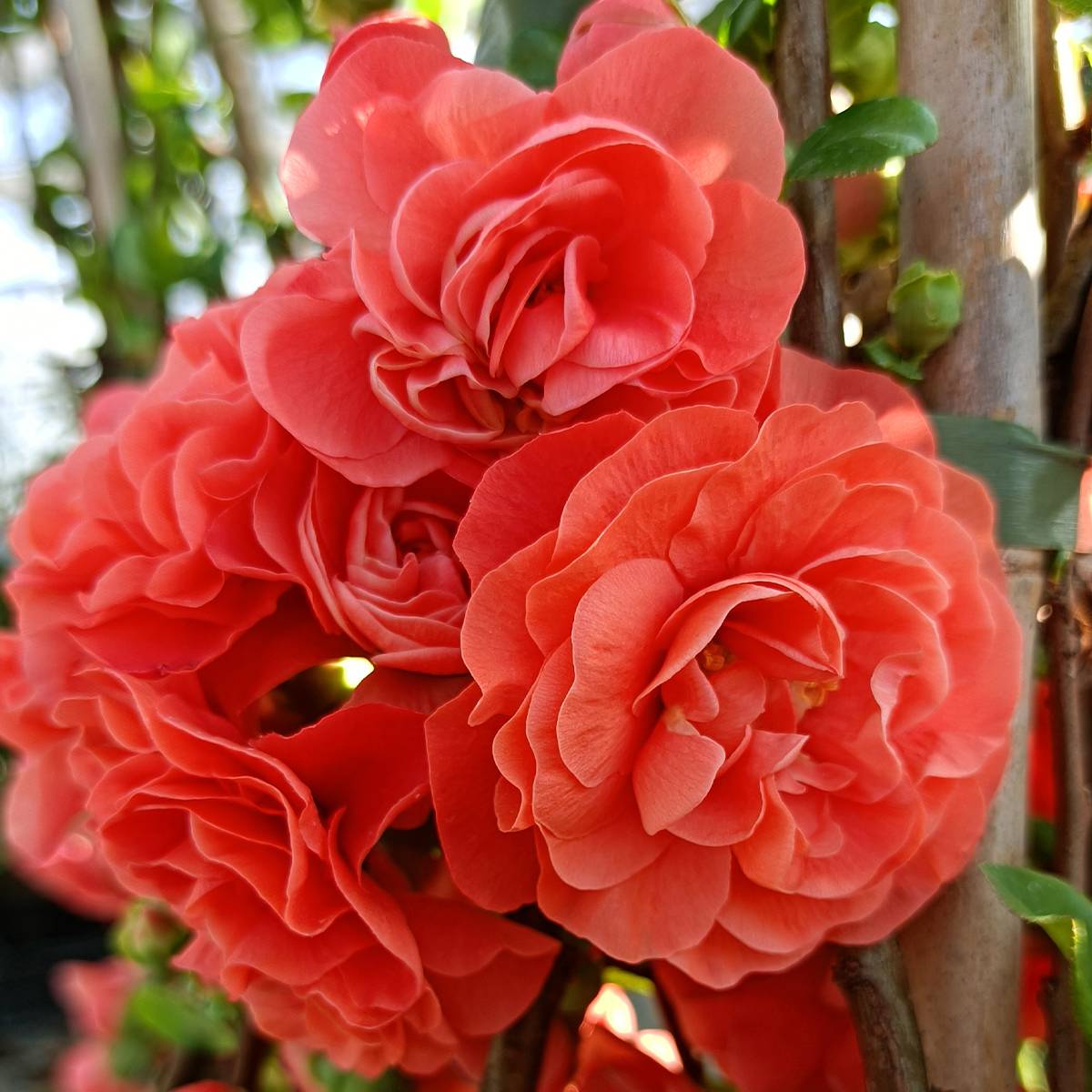 Promesse de Fleurs - Cognassier du Japon Orange Storm - Chaenomeles speciosa Pot de 2L/3L - Image 1
