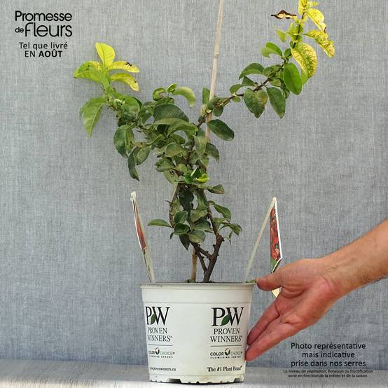Promesse de Fleurs - Cognassier du Japon Orange Storm - Chaenomeles speciosa Pot de 2L/3L - Image 2