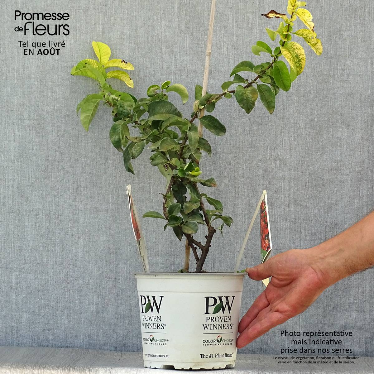 Promesse de Fleurs - Cognassier du Japon Orange Storm - Chaenomeles speciosa Pot de 2L/3L - Image 2