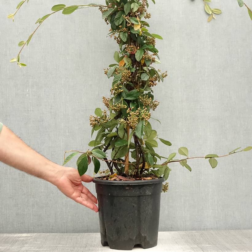 Cotoneaster lacteus - Cotonéaster laiteux Pot de 7,5L/10L - Image 2