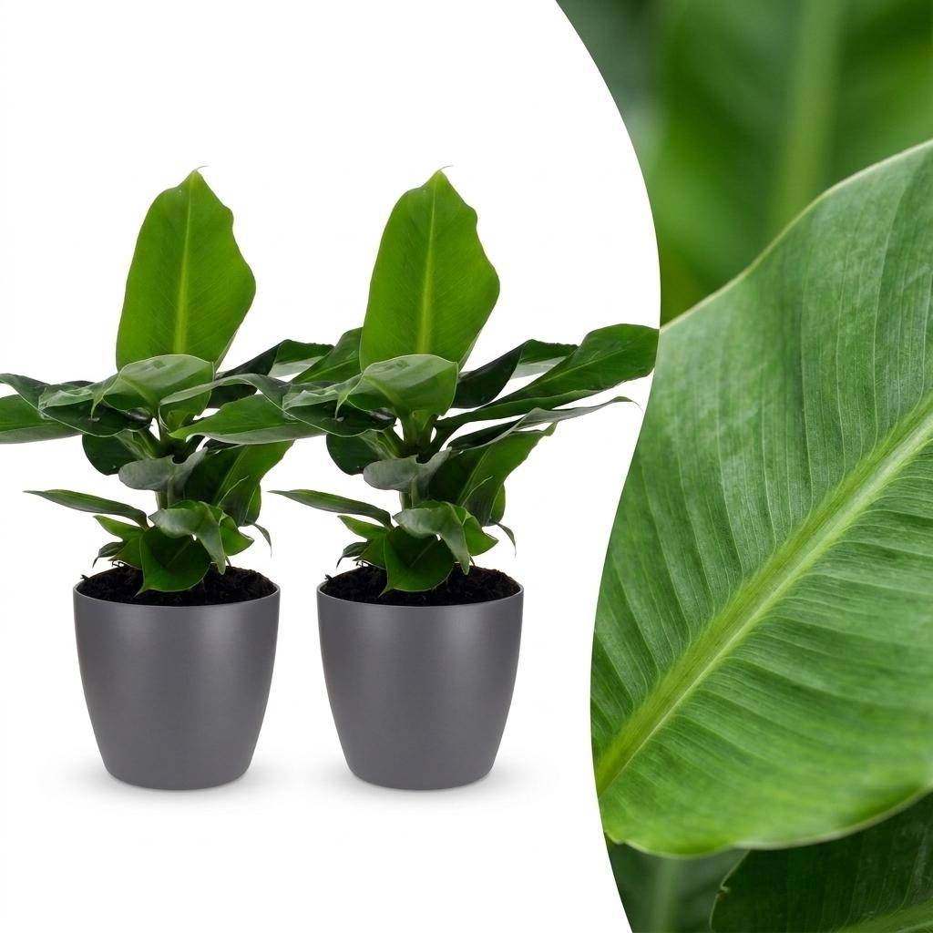 Musa Oriental Dwarf - Bananier nain oriental - Pot de 12cm - 2 plantes - Gris - Plantes d'intérieur - Image 1