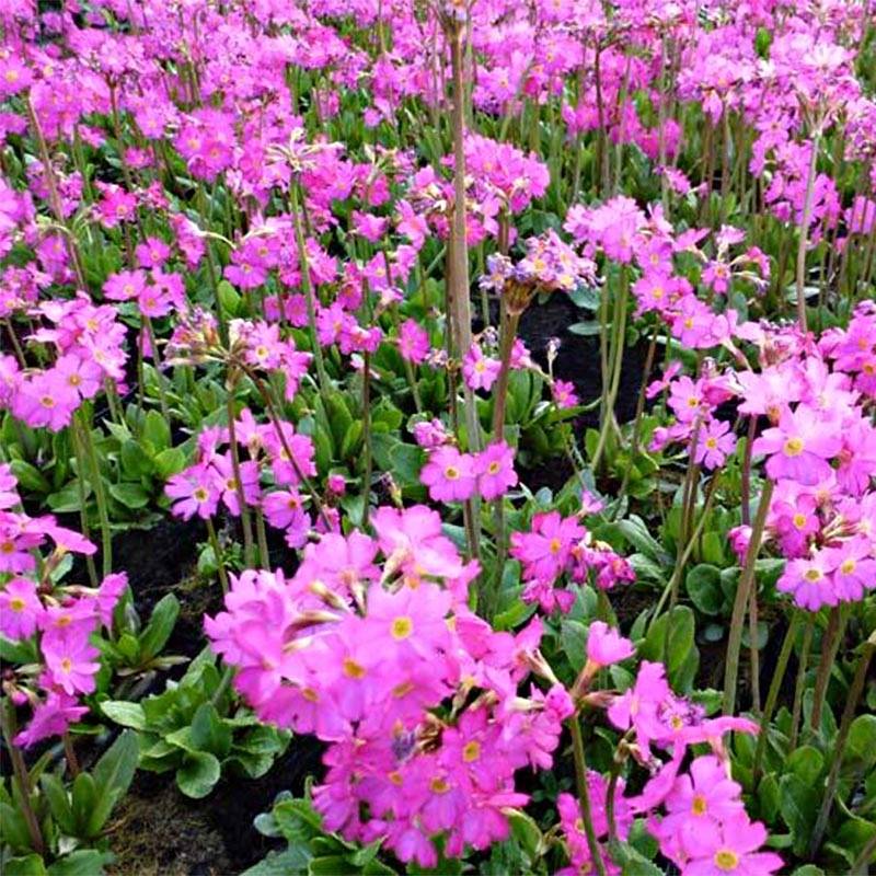 Primevère rose - Primula rosea Grandiflora Godet de 7/8 cm