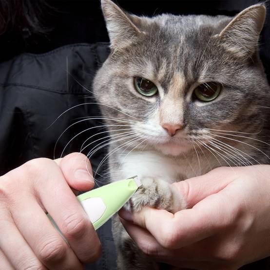 IntiMeg - Tondeuse pour pattes d'animaux avec lumière LED Jaune IntiMeg - Image 5
