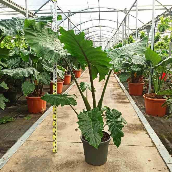 0 - Alocasia portodora (Oreille d'éléphant Géant, Taro) Pot de 25L- 125/150cm - Image 2