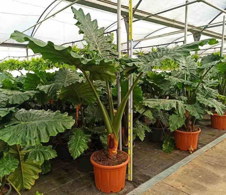 0 - Alocasia portodora (Oreille d'éléphant Géant, Taro) Pot de 25L- 125/150cm - Image 1