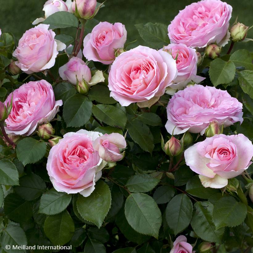 Promesse de Fleurs - Rosier à fleurs groupées Sophia Romantica  Pot de 4L/5L