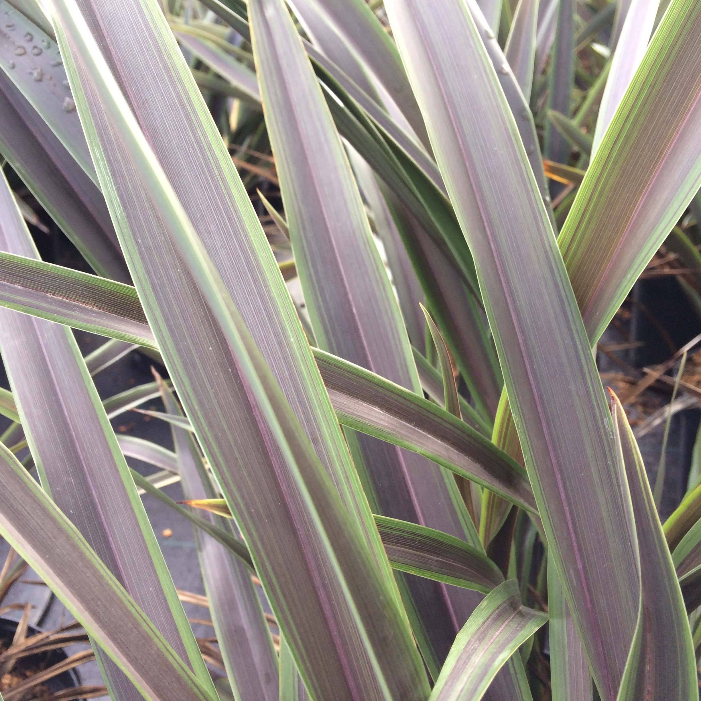 Promesse de Fleurs - Phormium Chocomint - Lin de Nouvelle-Zélande Pot de 3L/4L