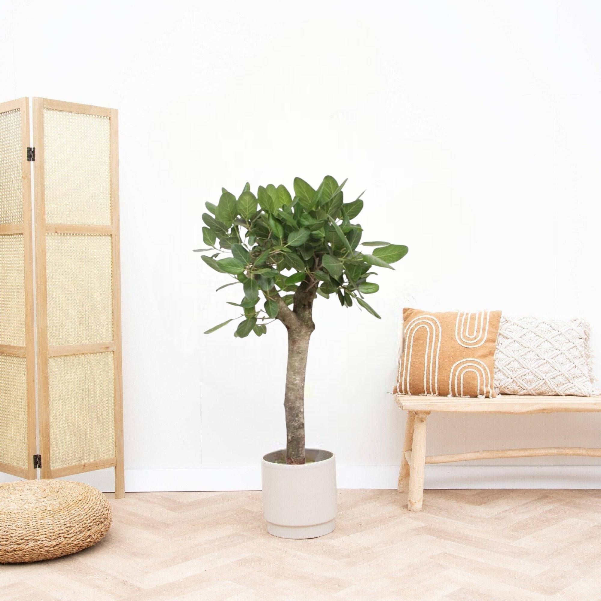 La Green Touch - Ficus Benghalensis - D30 H150cm - Image 1