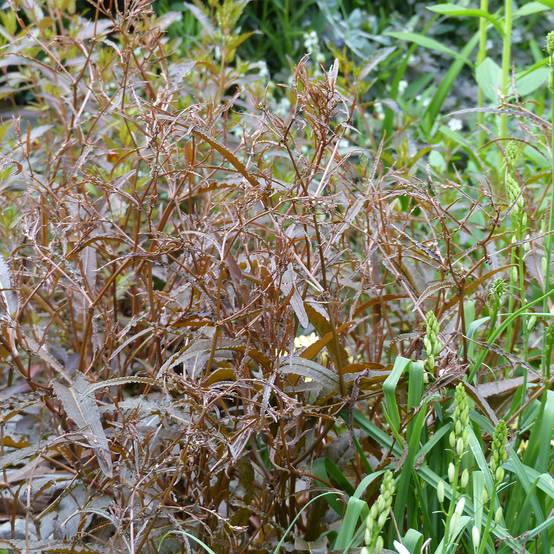 Promesse de Fleurs - Oseille - Rumex flexuosus Twister - Graines le sachet de 30 graines environ