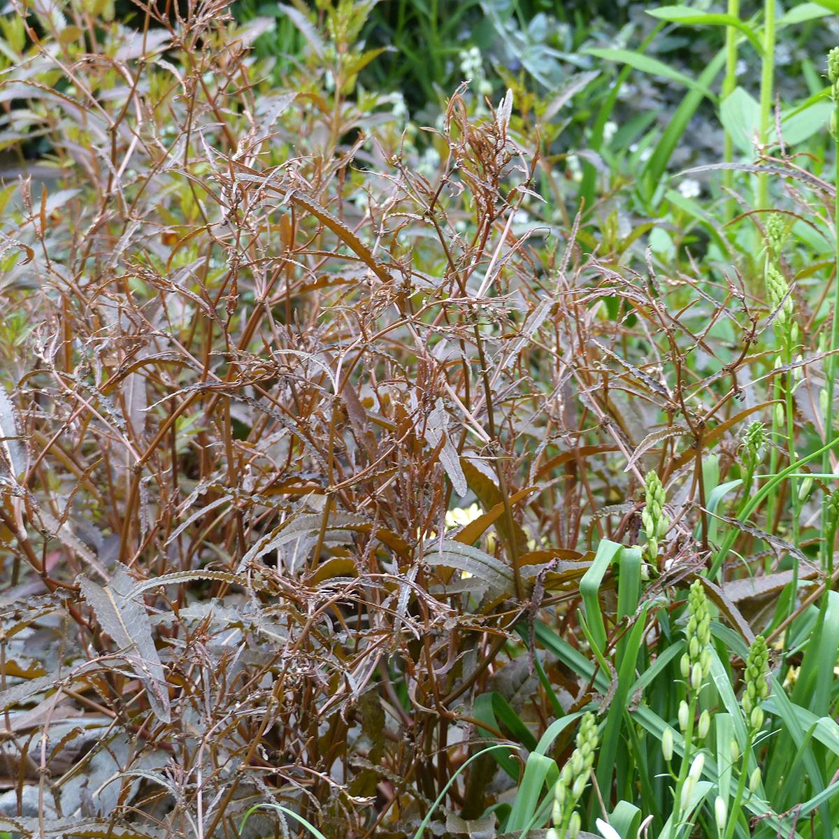 Promesse de Fleurs - Oseille - Rumex flexuosus Twister - Graines le sachet de 30 graines environ