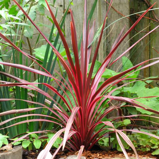Cordyline australis Cherry Sensation Godet de 8/9 cm