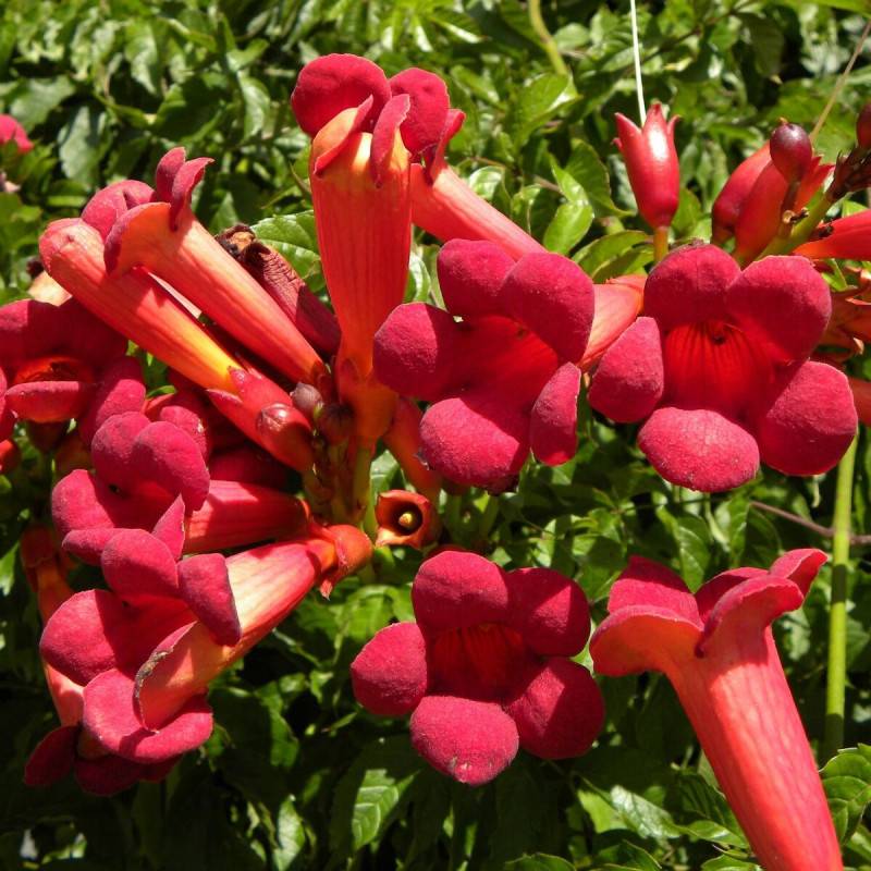 Bignone Atropurpurea à fleurs Rouge - feuillage Caduc - Pot de 1L - 30/60 cm-  hauteur à maturité De 5,00 m à 10,00 m - Image 1