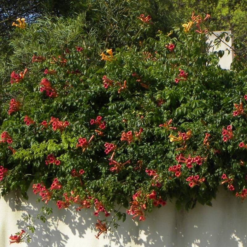 Bignone Atropurpurea à fleurs Rouge - feuillage Caduc - Pot de 1L - 30/60 cm-  hauteur à maturité De 5,00 m à 10,00 m - Image 8