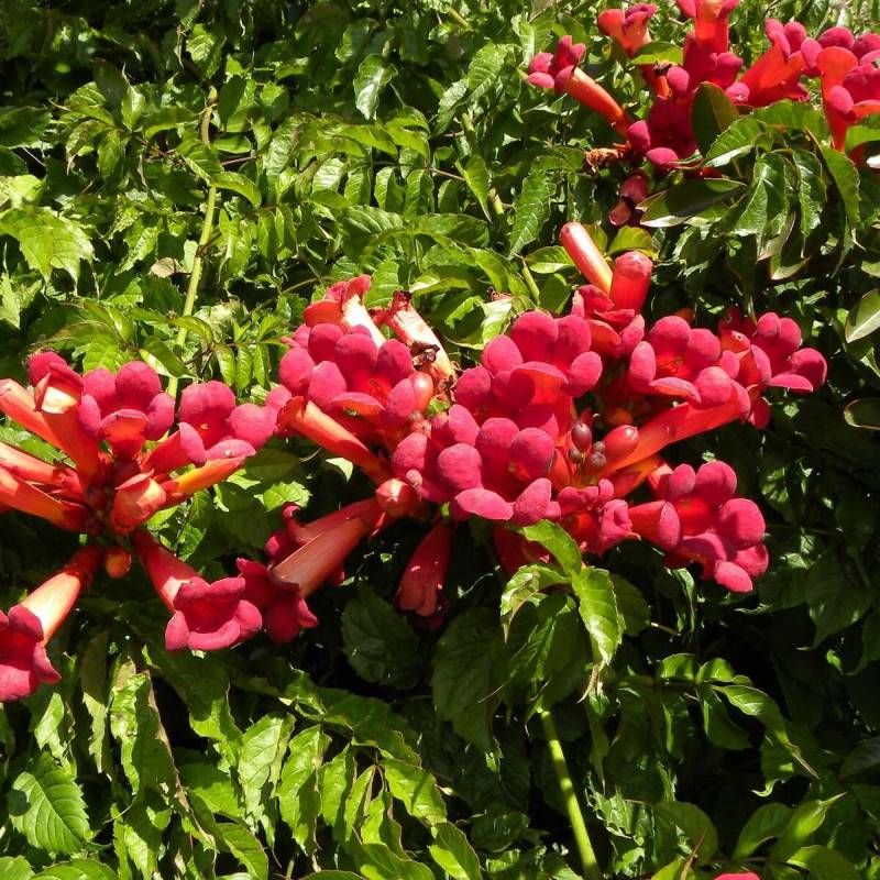 Bignone Atropurpurea à fleurs Rouge - feuillage Caduc - Pot de 1L - 30/60 cm- hauteur à maturité De 5,00 m à 10,00 m - Image 6