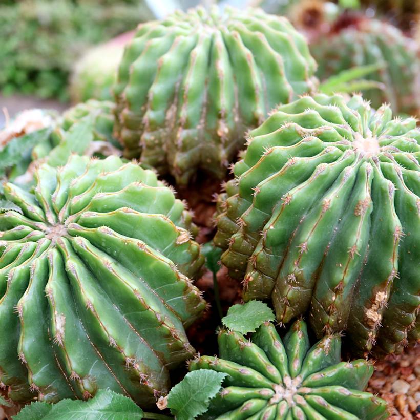 Echinocactus grusonii var. brevispinus - Coussin de Belle-mère Pot de 4L/5L, 15/16 diamètre
