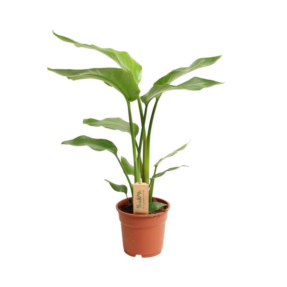 La Green Touch - Strelitzia Nicolai 60cm - Plante d'intérieur- La Green Touch - Image 1