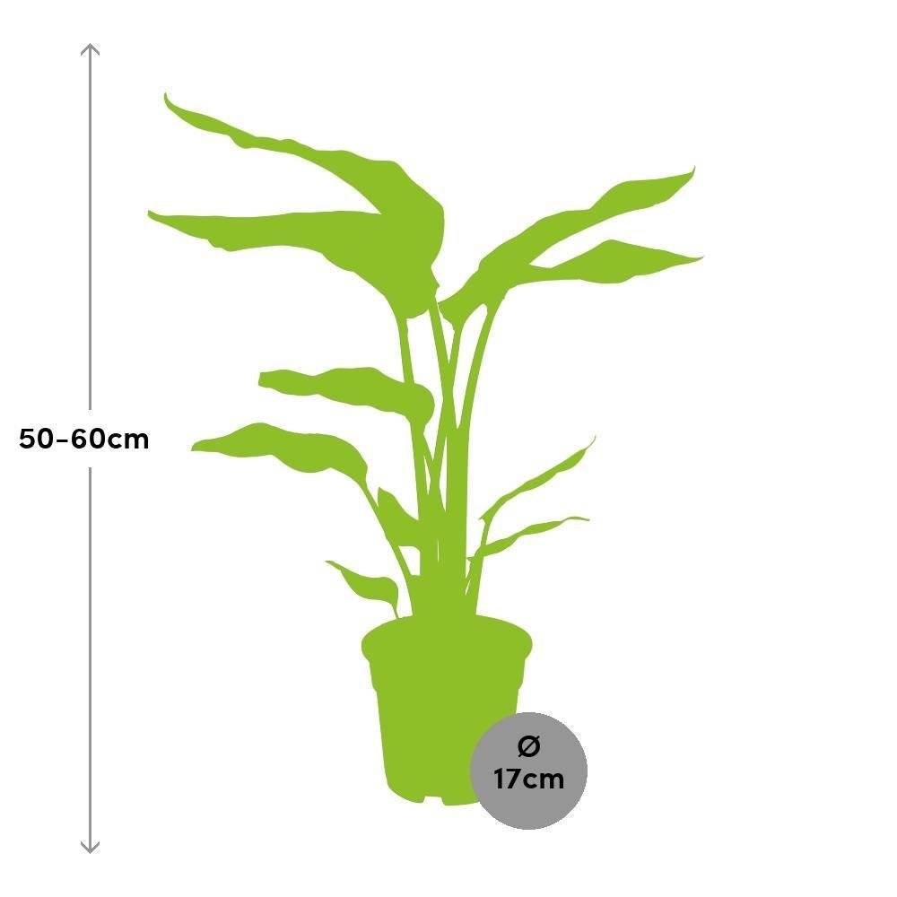 La Green Touch - Strelitzia Nicolai 60cm - Plante d'intérieur- La Green Touch - Image 3