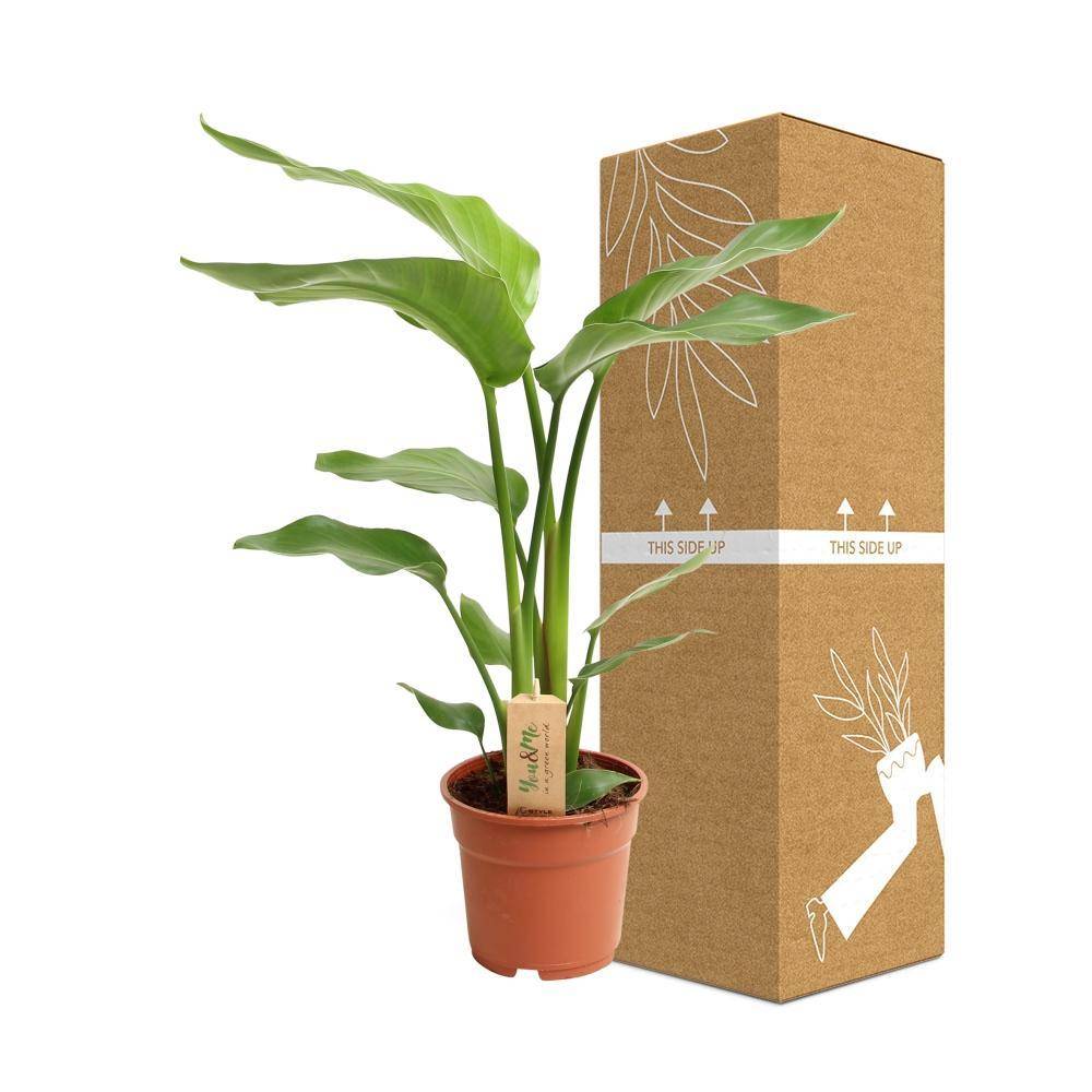 La Green Touch - Strelitzia Nicolai 60cm - Plante d'intérieur- La Green Touch - Image 4