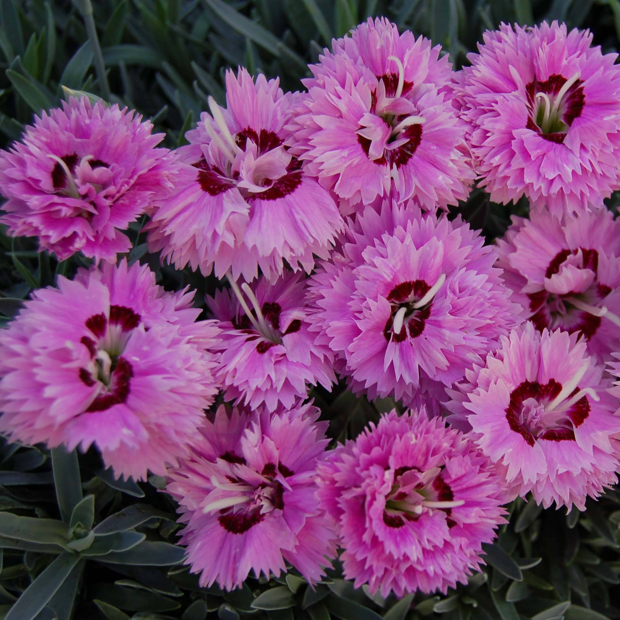Dianthus Pop Star - Oeillet nain Godet de 8/9 cm