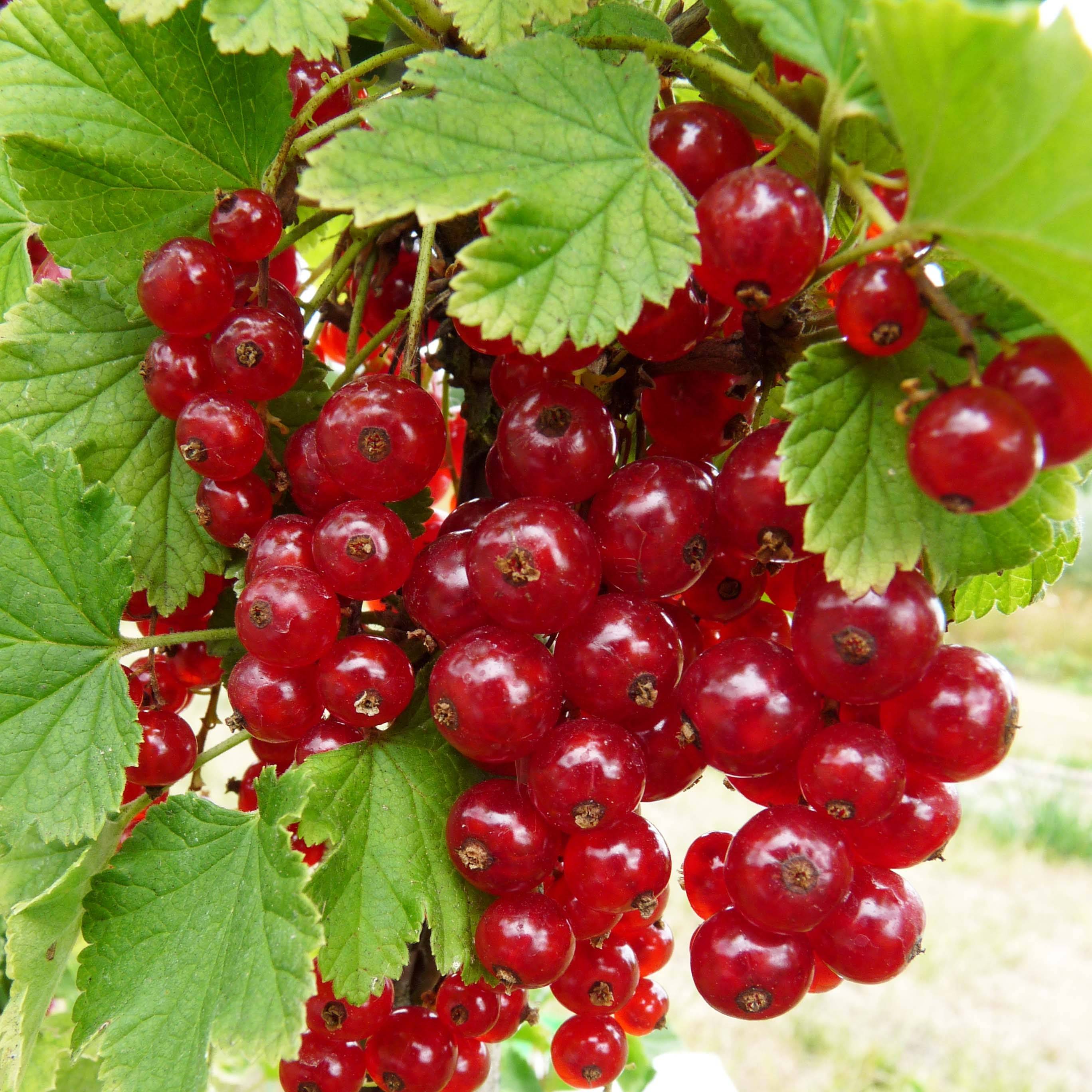 Groseillier à grappes London Market Bio Pot de 1,5L/2L, Buisson