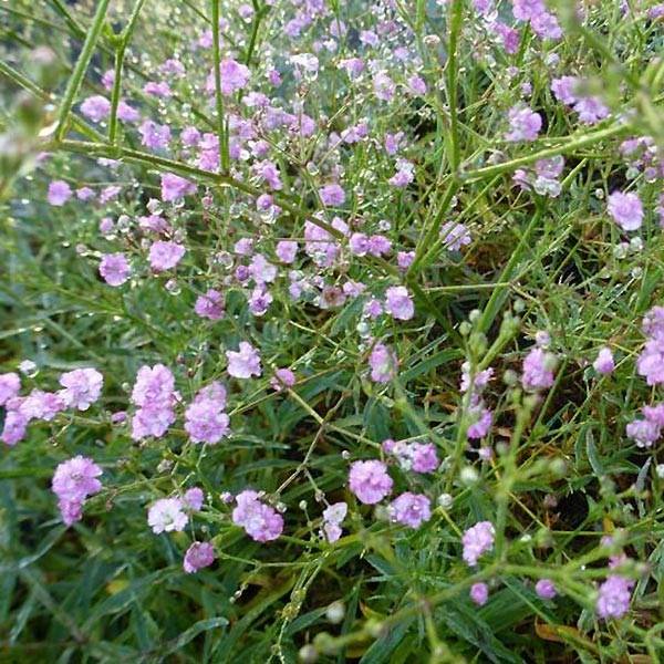 Gypsophile Festival Pink Godet de 8/9 cm