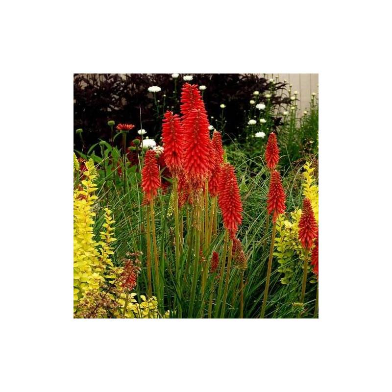 Kniphofia, Tison de Satan Redhot Popsicle® à fleurs Orange/Rouge - feuillage Caduc - Godet - 5/20 cm - Image 1