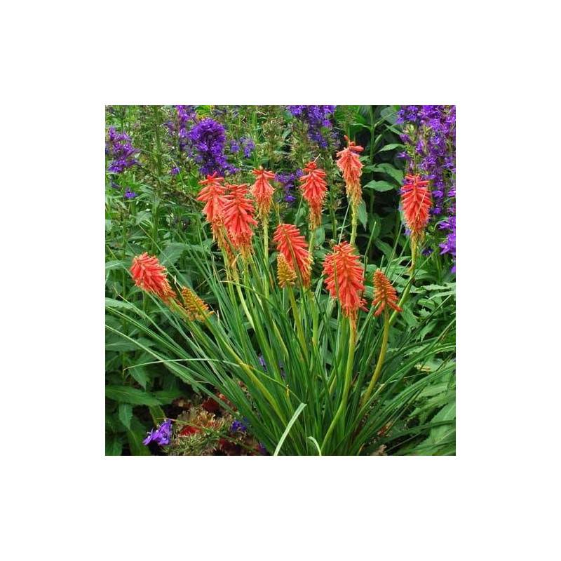 Kniphofia, Tison de Satan Redhot Popsicle® à fleurs Orange/Rouge - feuillage Caduc - Godet - 5/20 cm - Image 3