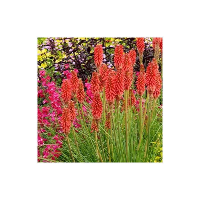Kniphofia, Tison de Satan Redhot Popsicle® à fleurs Orange/Rouge - feuillage Caduc - Godet - 5/20 cm - Image 2