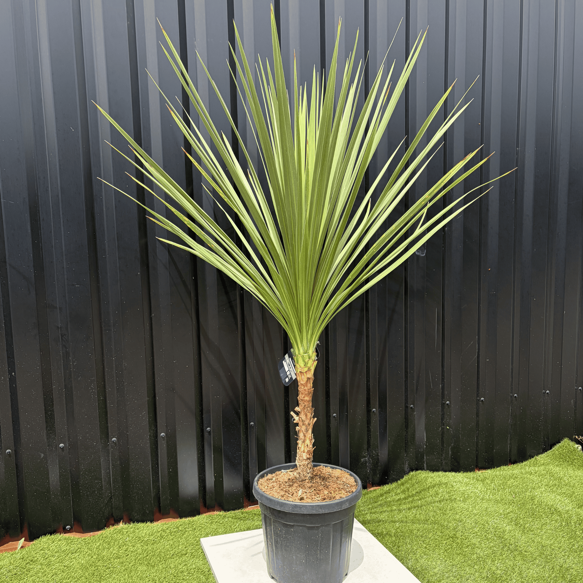 Cordyline Indivisa Hauteur 140 cm - Image 3